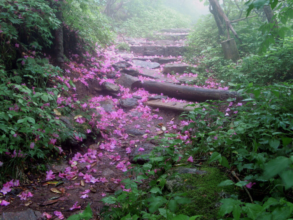 Purple rhododendron petals litter the foggy trail at Craggy Gardens in the Pisgah region of the Parkway.