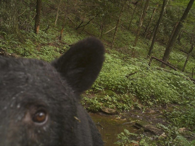 A wildlife camera sponsored by the Blue Ridge Parkway Foundation captures an image of a portion of a black bear's face.