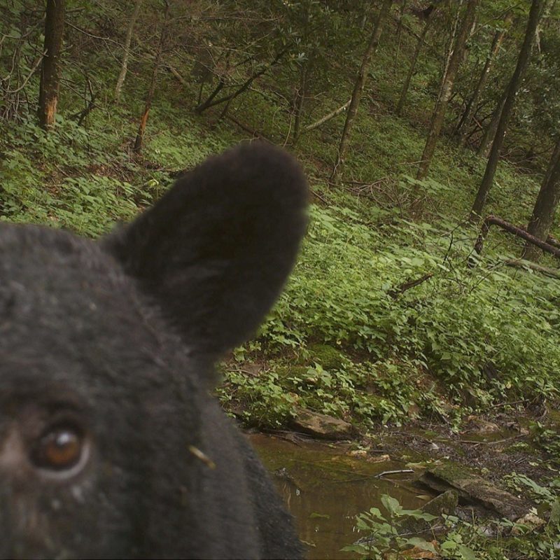 A wildlife camera sponsored by the Blue Ridge Parkway Foundation captures an image of a portion of a black bear's face.