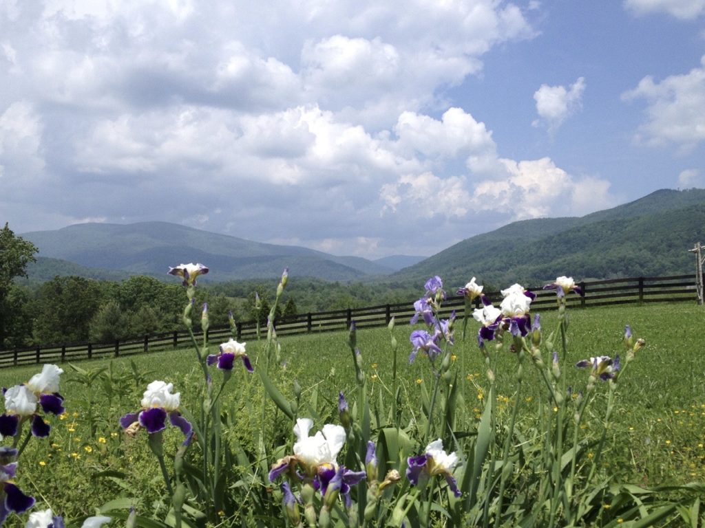 Irises bloom in a fenced grassy field with rolling mountains in the distance at Montfair Resort Farm.