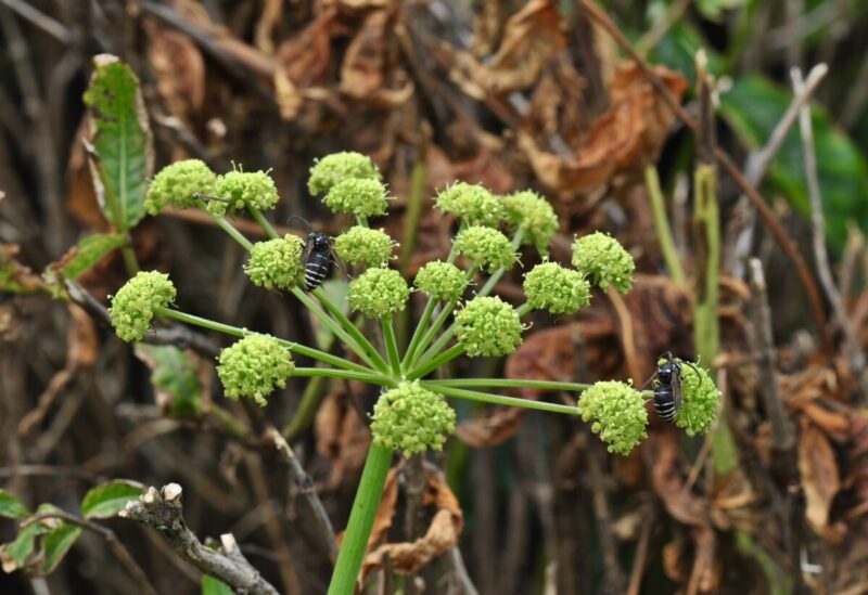 Angelica, Mountain Angelica, Filmy Angelica