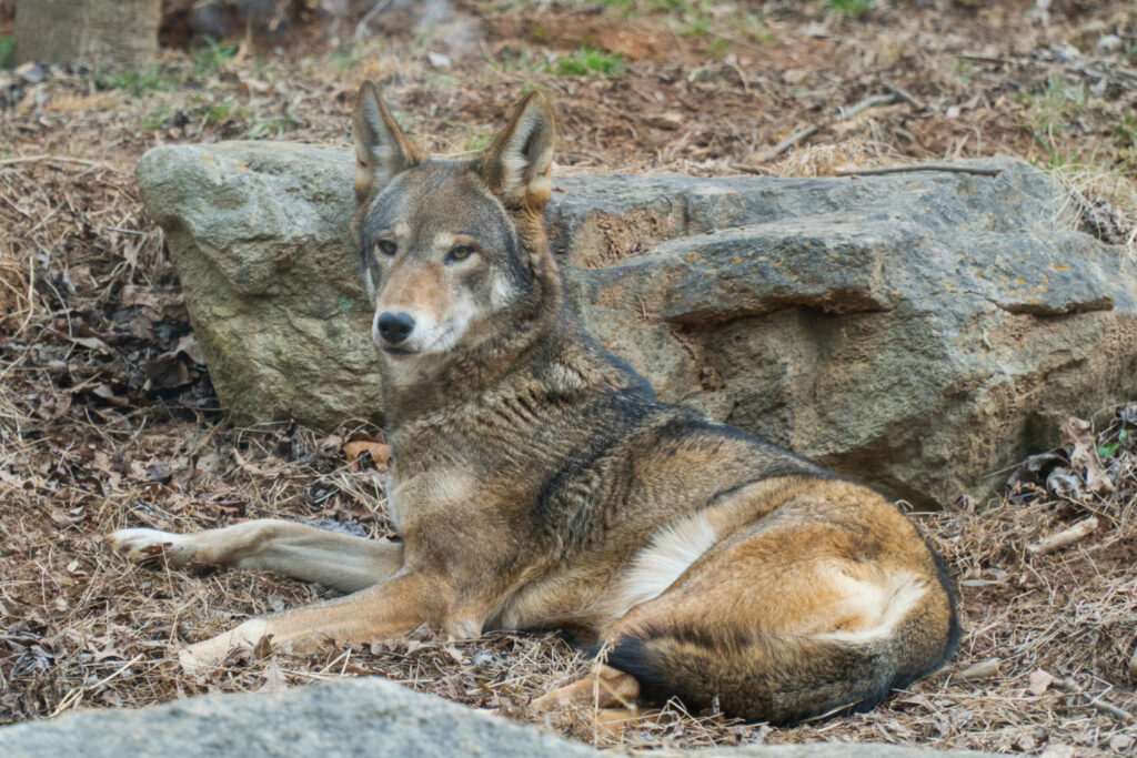 A wolf lounges against a rock in an enclosure at the WNC Nature Center.