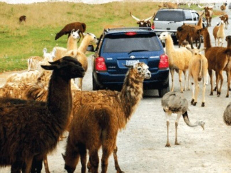 drive thru safari zoo virginia