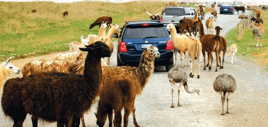 Llamas, ostriches and other animals beg for food from the vehicles driving through Virginia Safari Park.