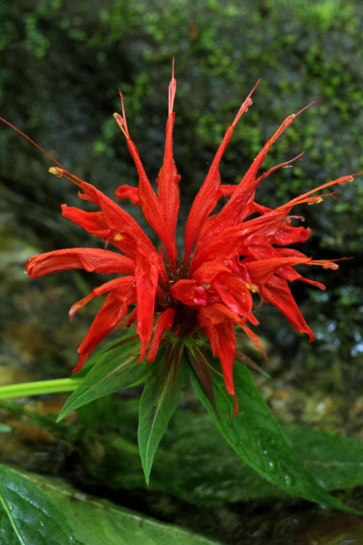 Red Bee Balm