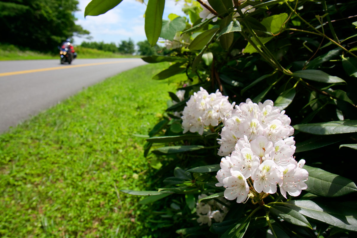 Carolina Rhododendron