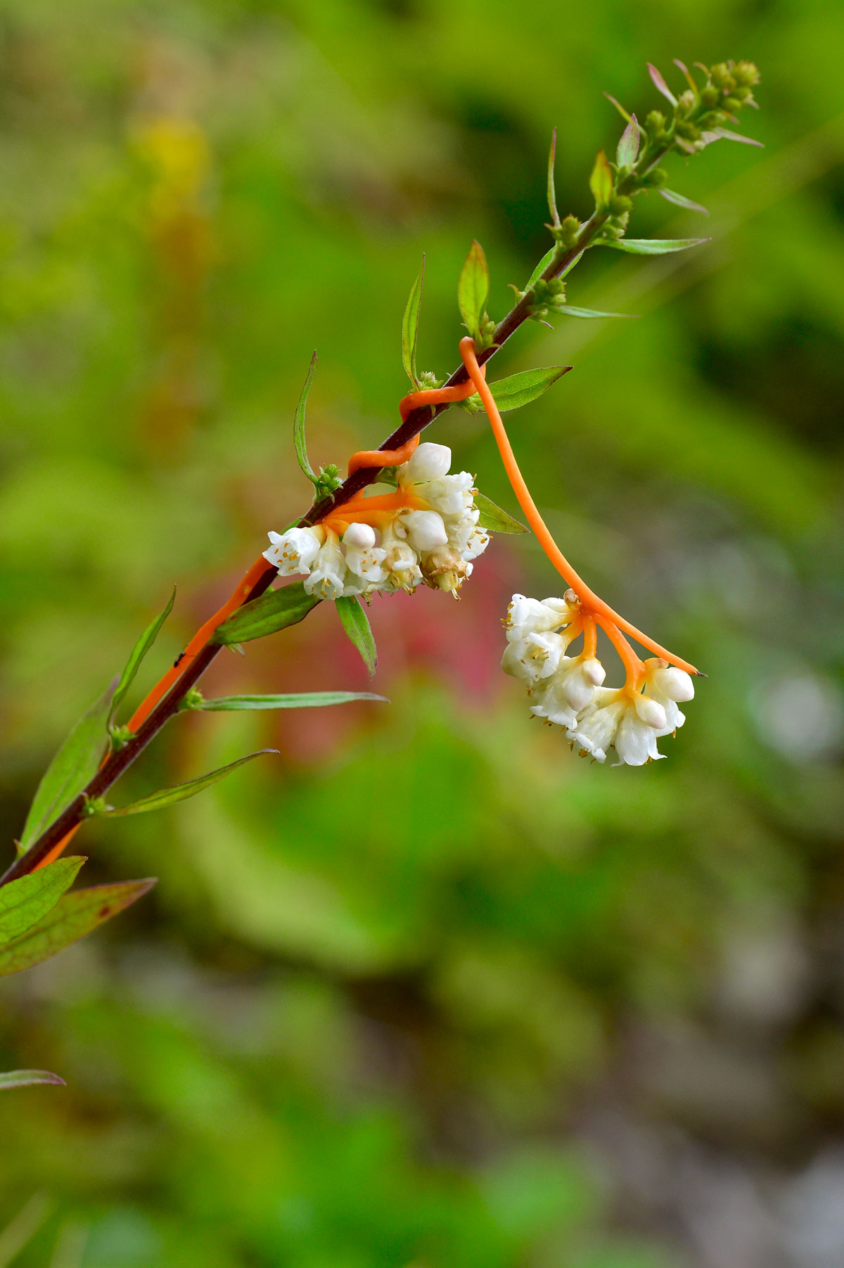 Dodder or Love Vine