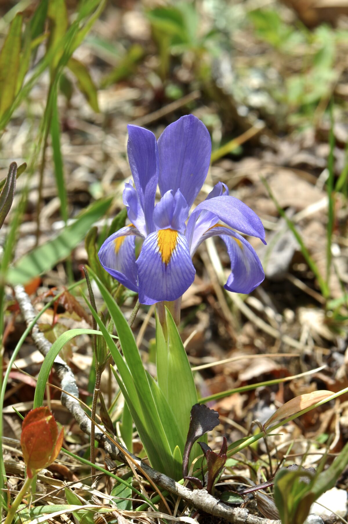 Dwarf Iris