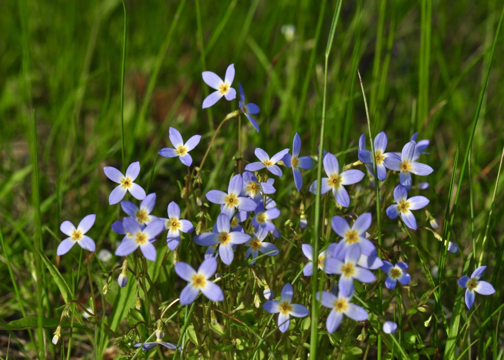 A cluster of tiny purplish bluets is framed by greenery.