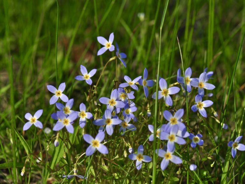 A cluster of tiny purplish bluets is framed by greenery.