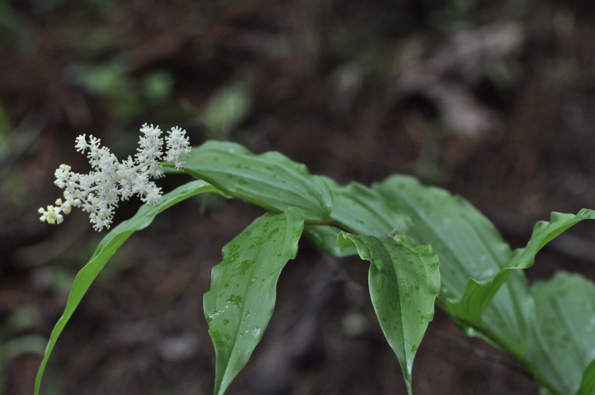 False Solomon's Seal