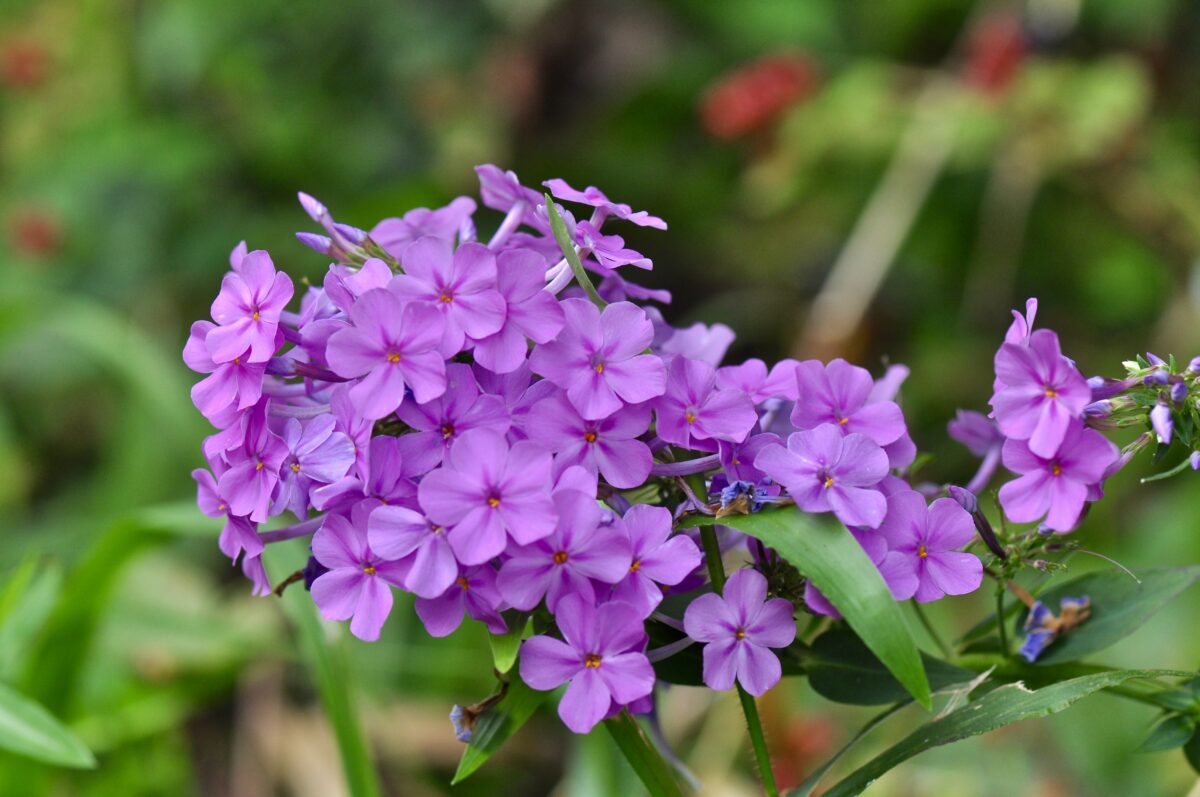 Phlox