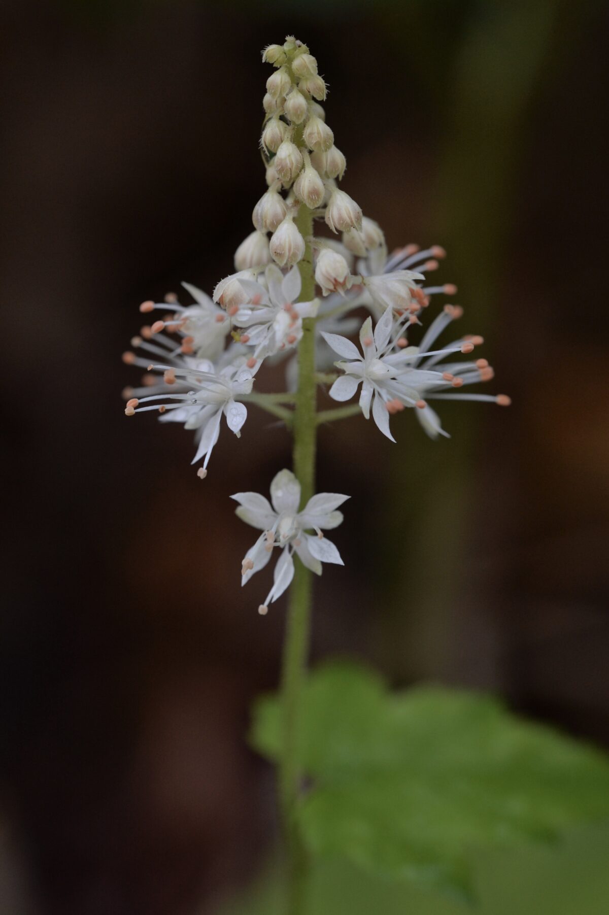 Foamflower