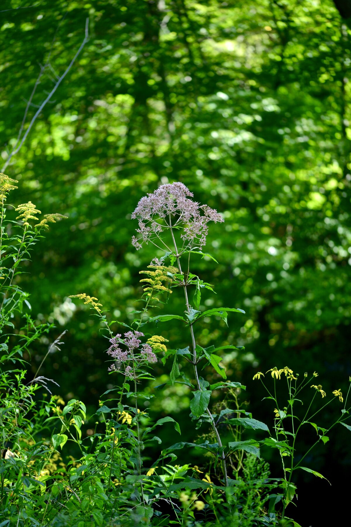 Joe Pye Weed