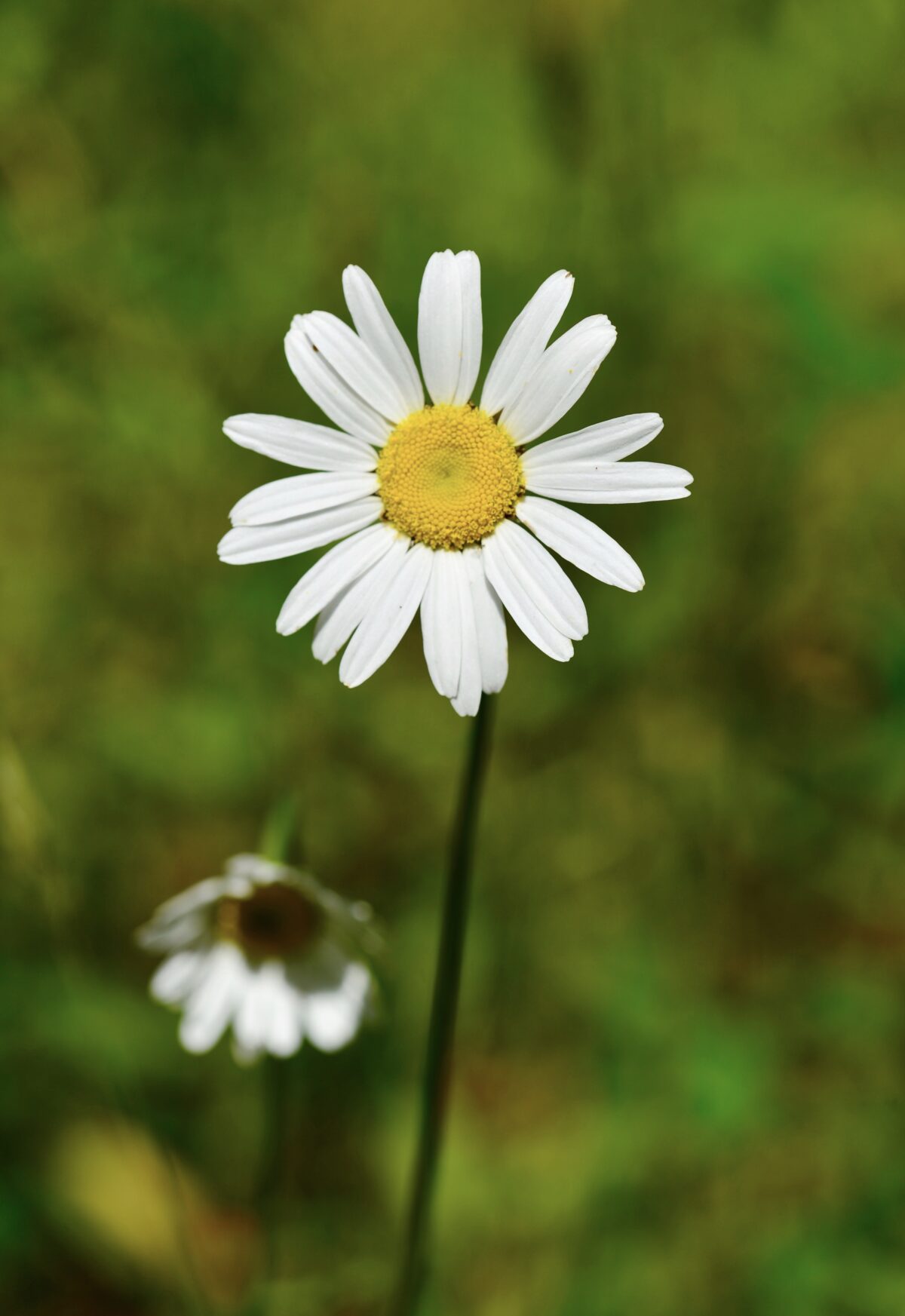 Ox-Eye Daisy