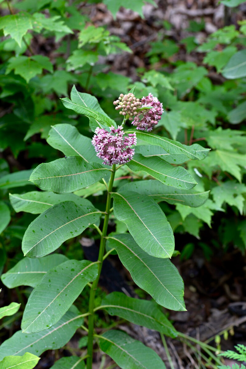 Milkweed