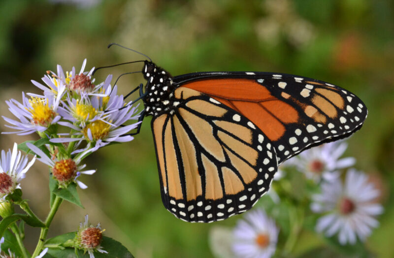 Monarchs feed on native plants.