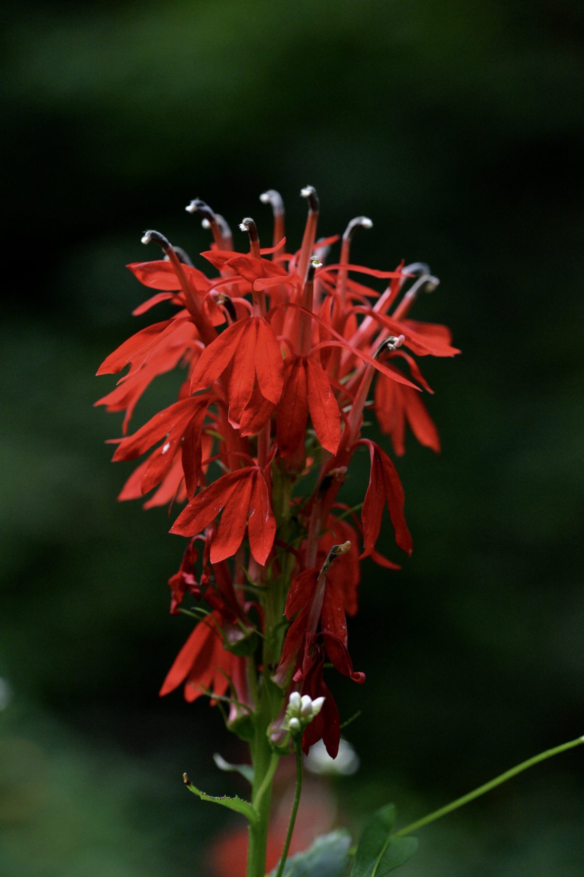 Cardinal Flower