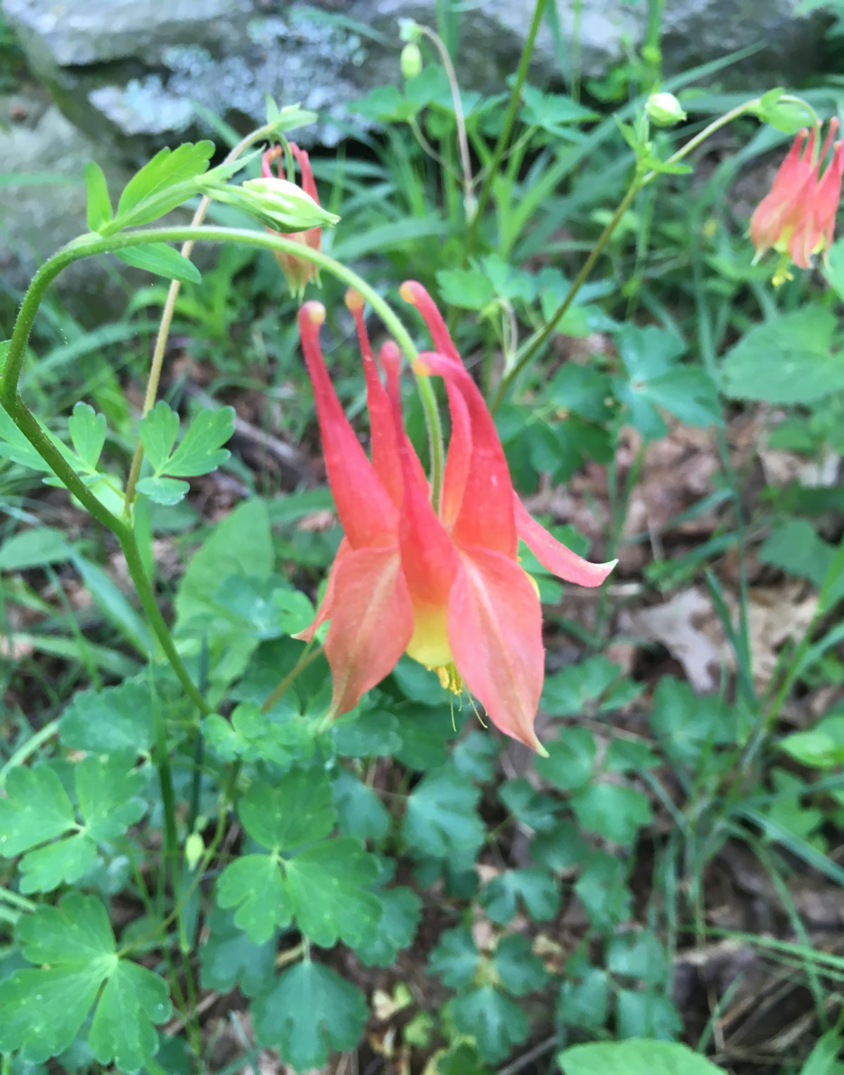 Columbine