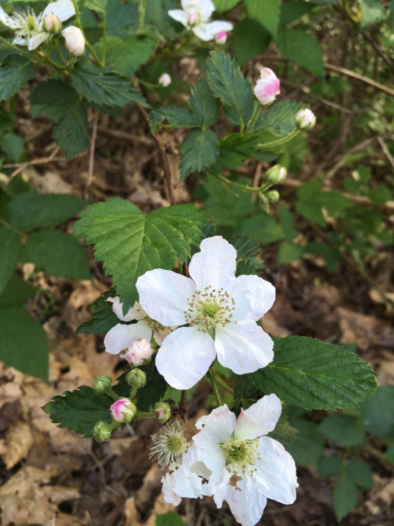Allegheny Blackberry