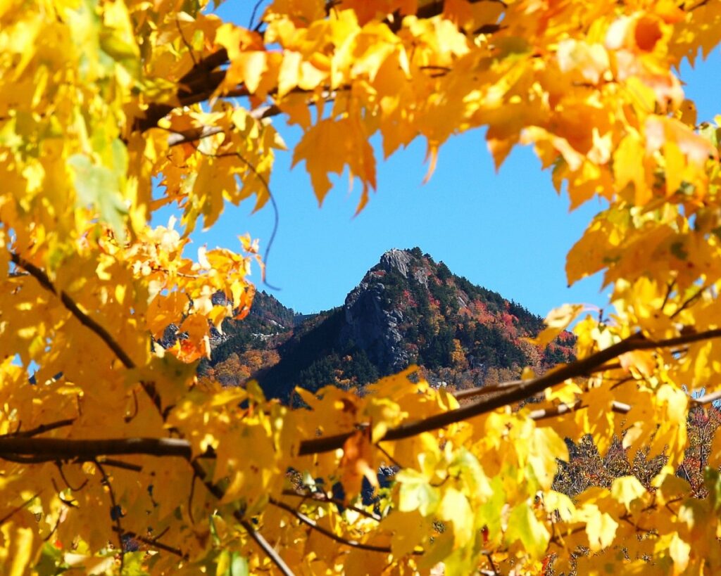 Grandfather Mountain peeks through golden maple leaves.