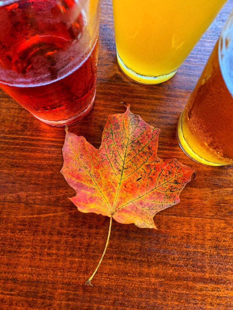 Beer glasses surround a reddish yellow maple leaf on a table top.