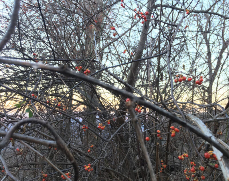 Oriental Bittersweet berries