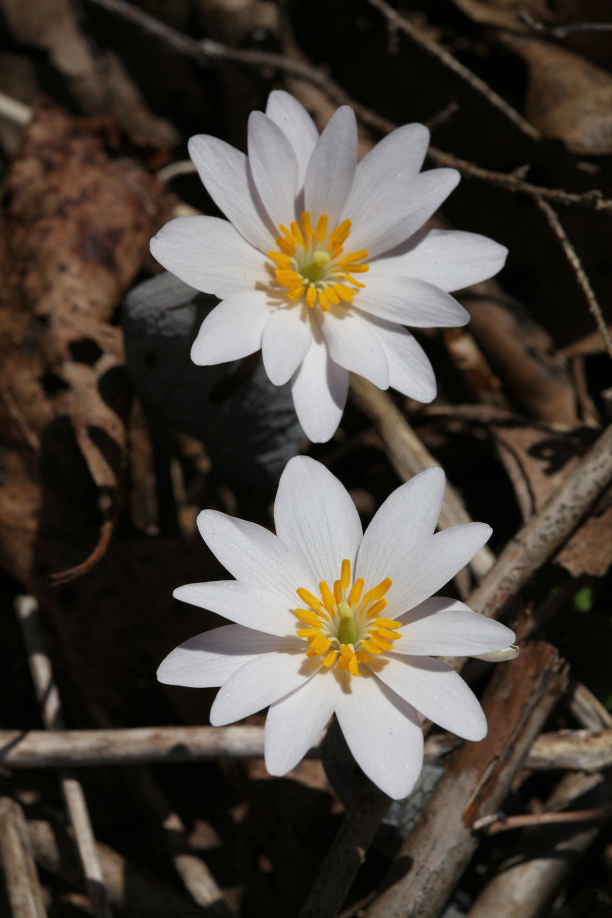 Bloodroot blooms