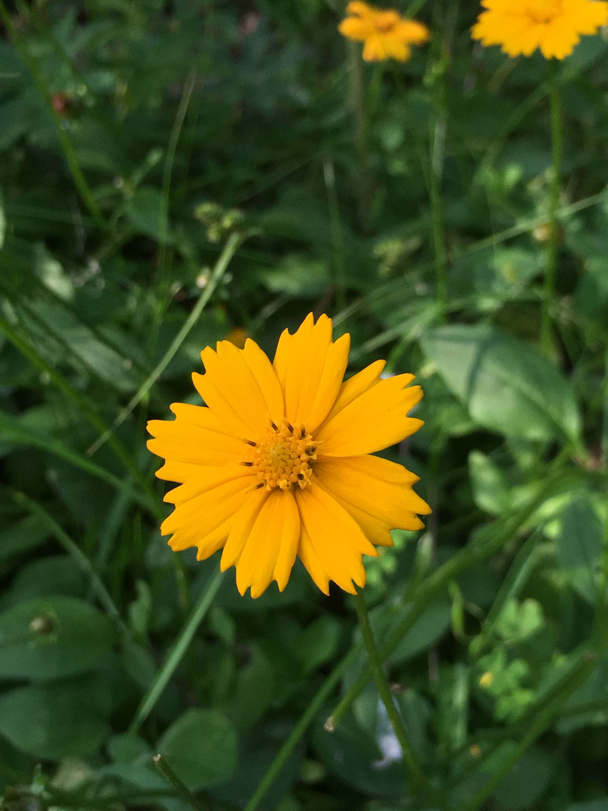 Coreopsis