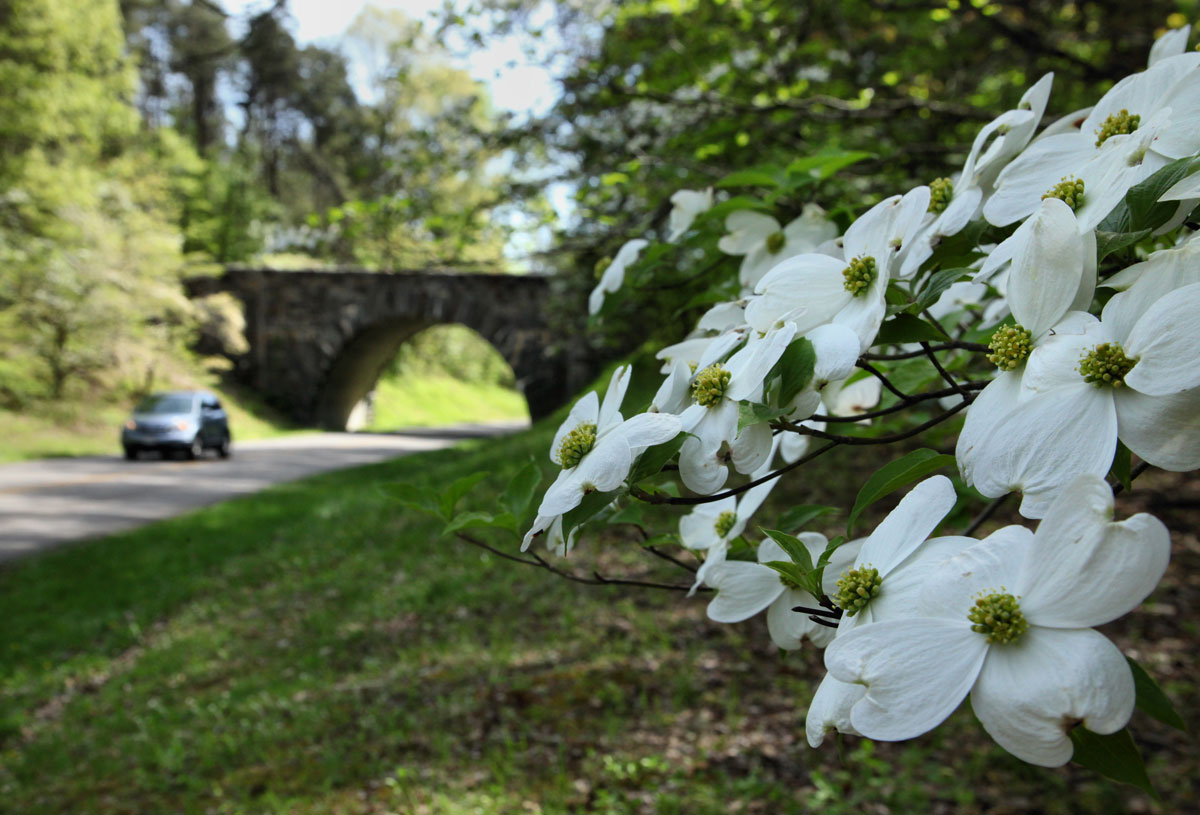 Dogwood near Parkway bridge