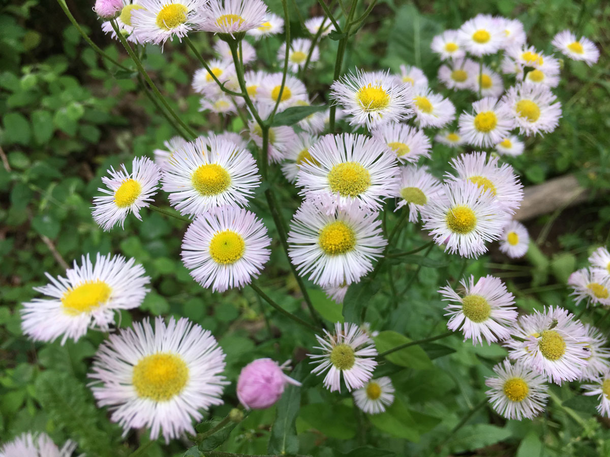 Fleabane