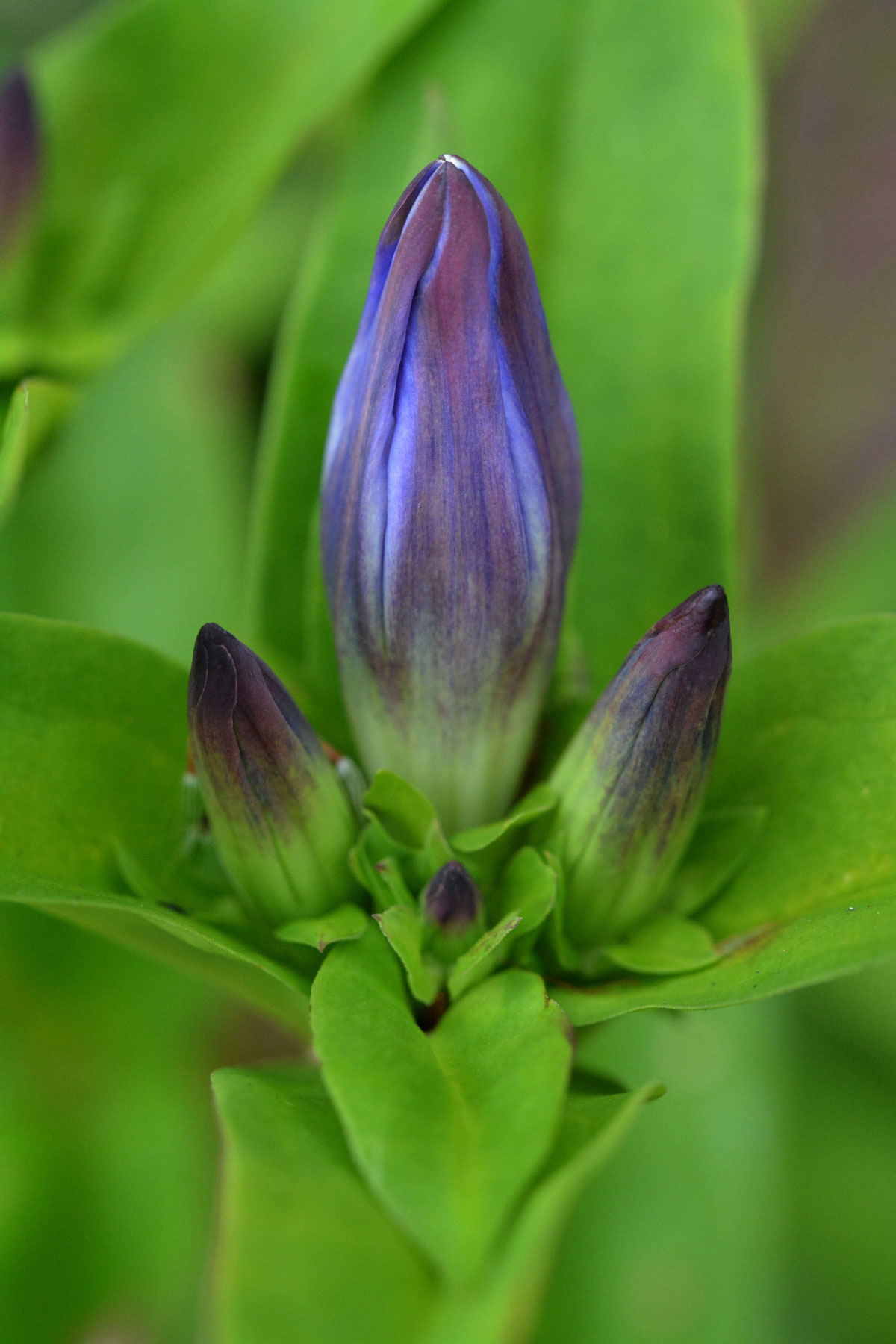 Gentian
