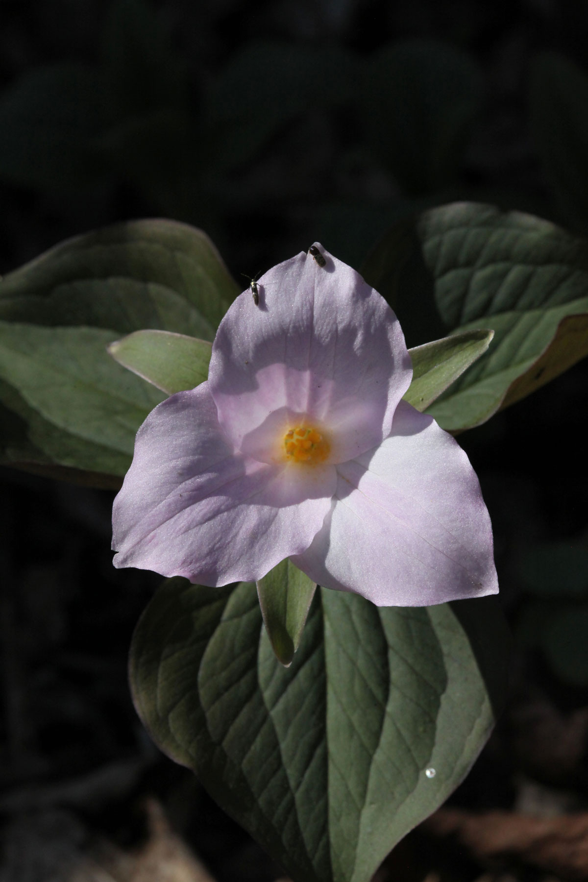 Large Flowered Trillium
