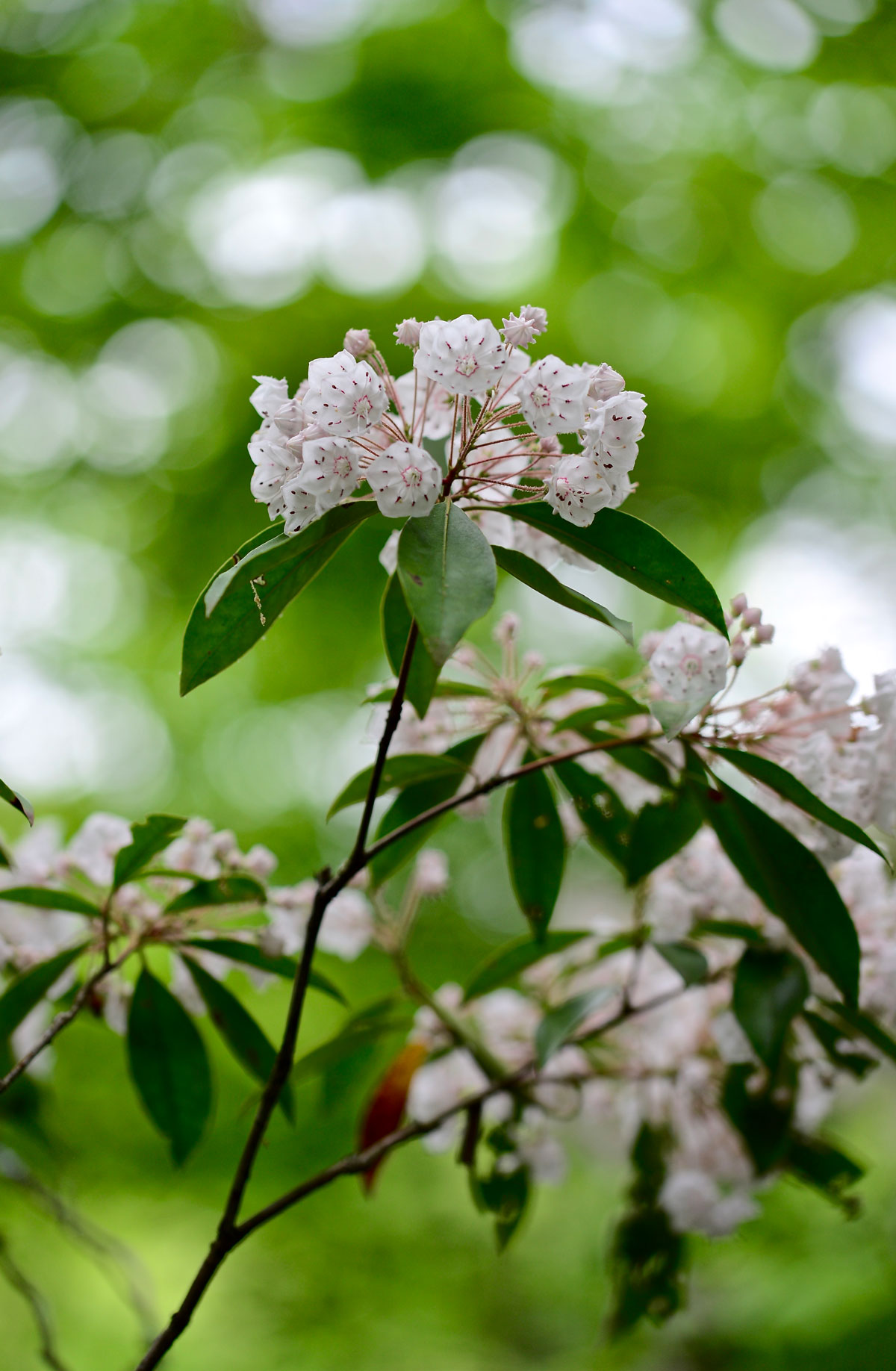Mountain Laurel