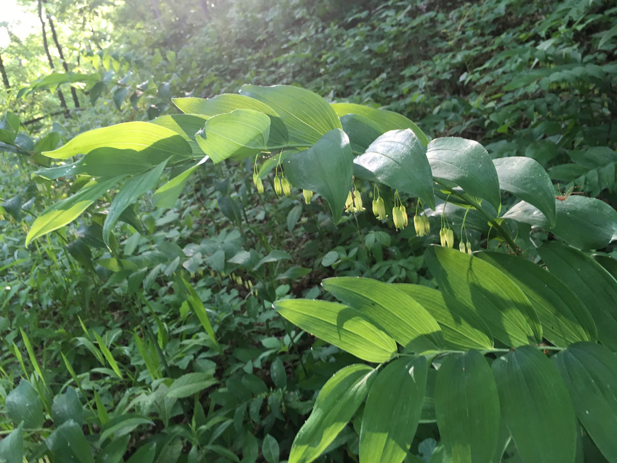 Solomon's Seal