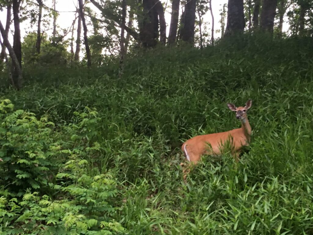 A deer alongside the Parkway in Virginia