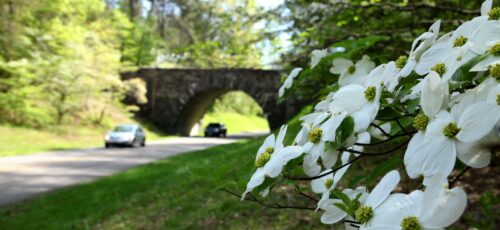 Dogwoods show white petals near the Parkway while cars drive under a curved stone overpass.