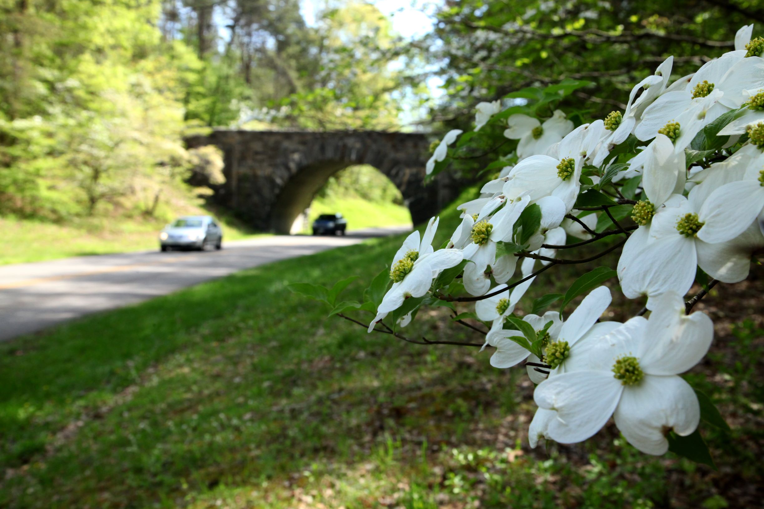 Dogwoods show white petals near the Parkway while cars drive under a curved stone overpass.