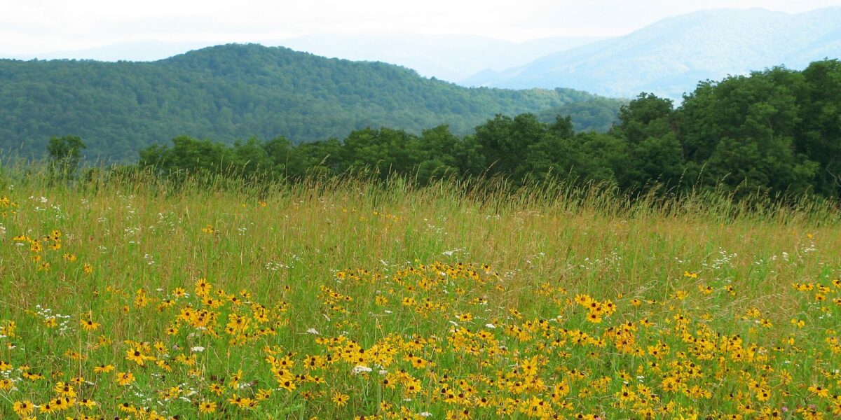 Field of Coneflower blooms
