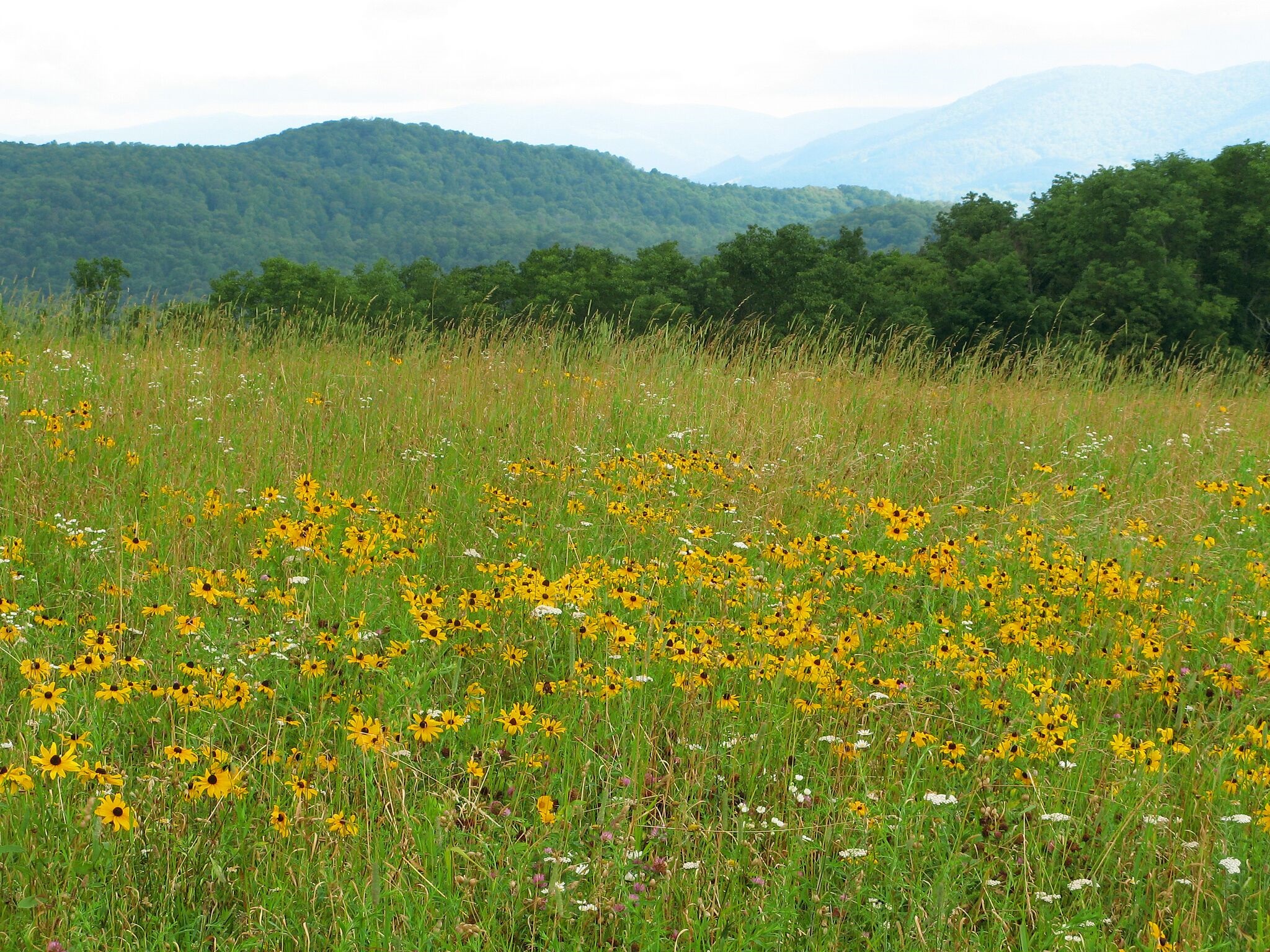Field of Coneflower blooms