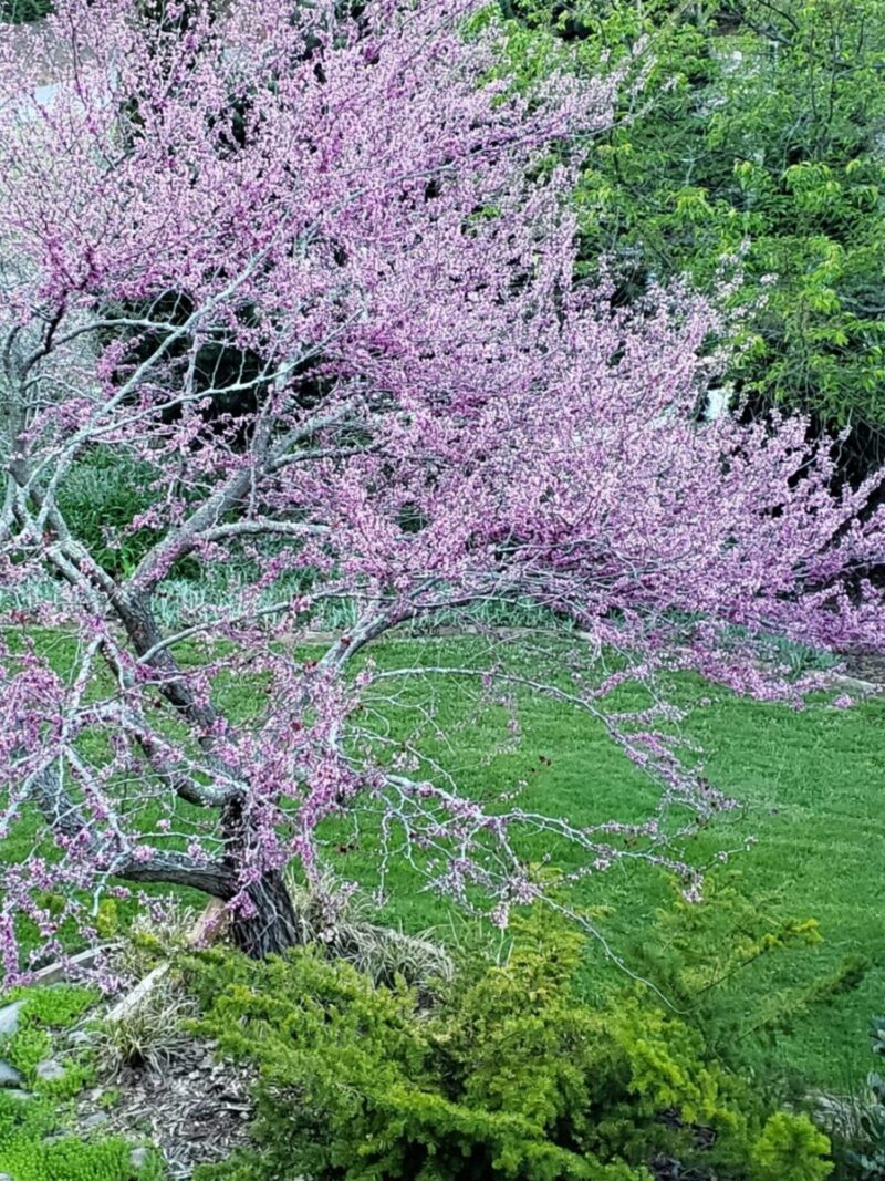 Dainty purple blooms on a redbud tree in spring