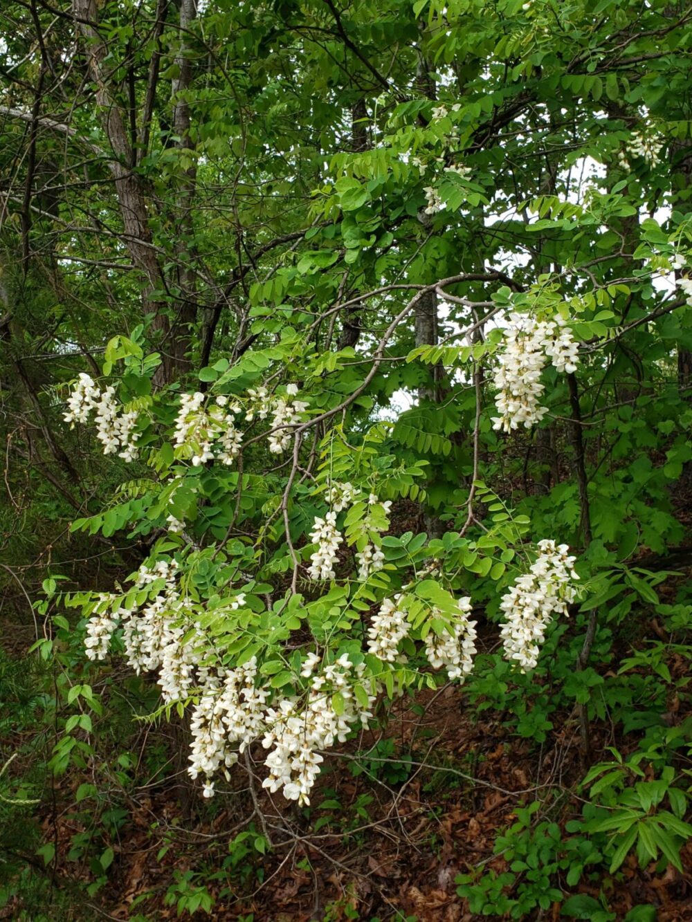 Black Locust blooms