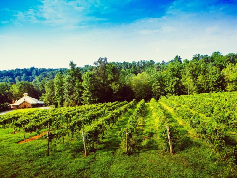 Elkin Creek Vineyard in Surry County