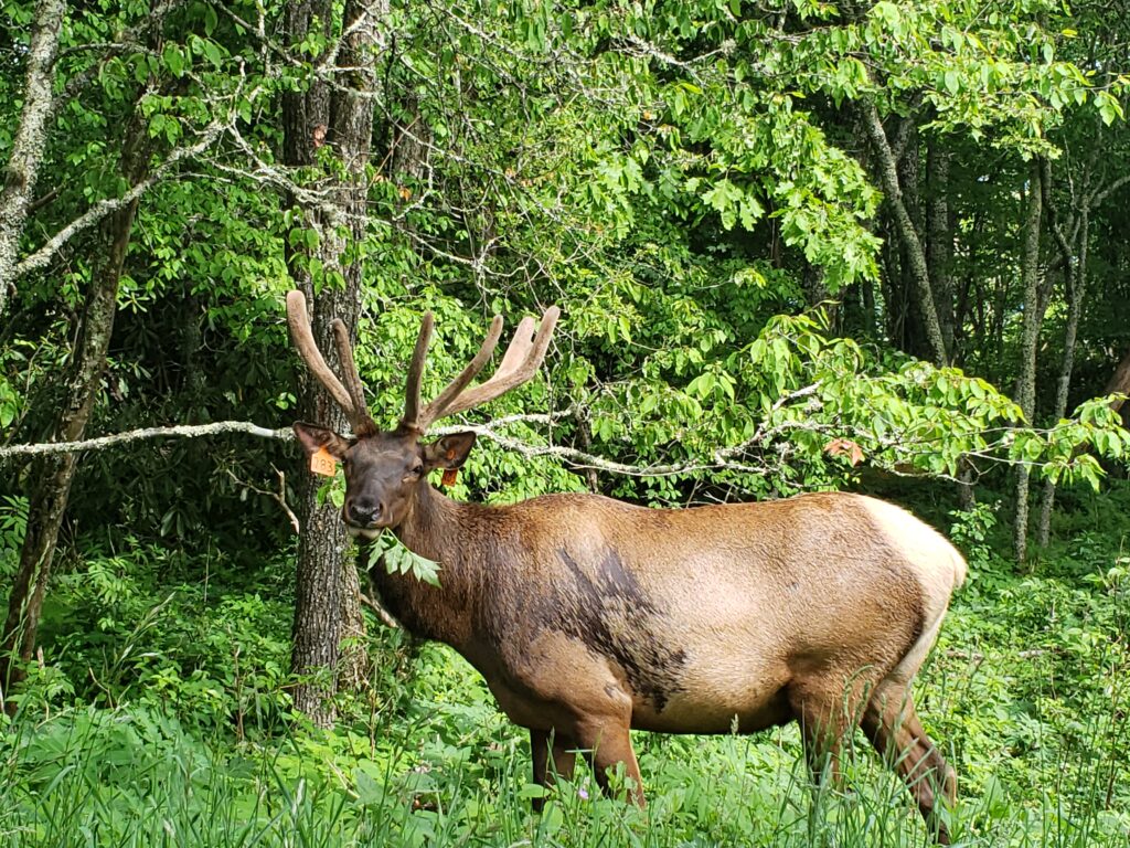Bull elk grazing along the forest edge near the Great Smoky Mountains National Park.