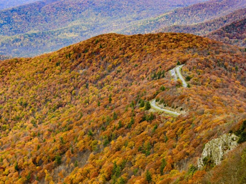 A bird's eye view of Skyline drive through the colorful autumn forest of Shenandoah National Park, Virginia.