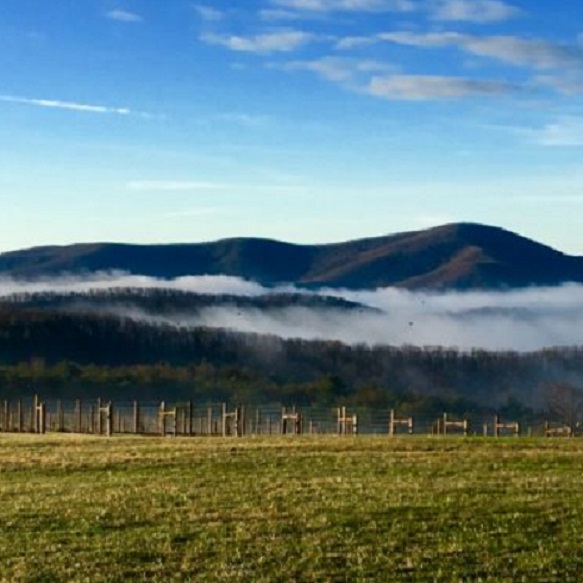A layer of fog sits above the 12 Ridges Vineyard set in front of a Virginia mountain ridge.