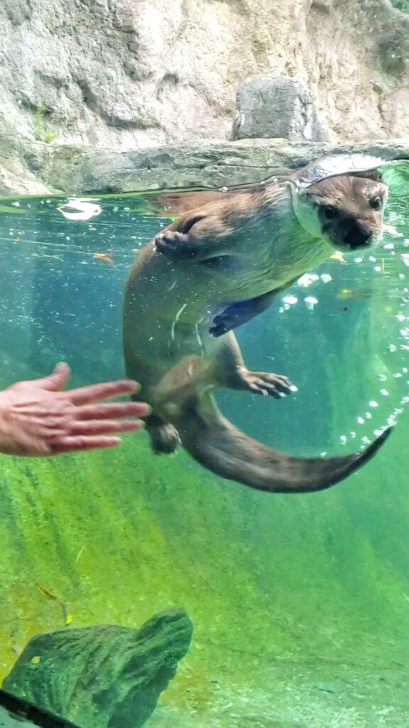 Multiple animals can be seen in the exhibits at Grandfather Mountain, including this otter.