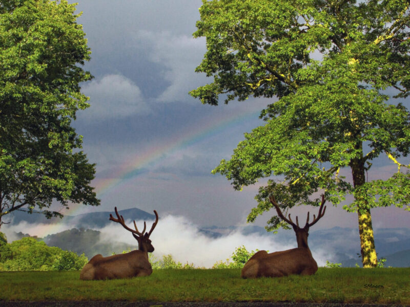 Two elk viewing a rainbow