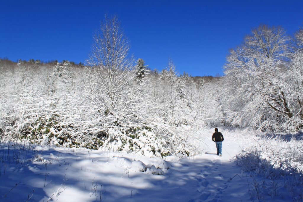 A person walks on a snow-covered trail surrounded by snowy trees and bushes under a brilliant Carolina blue sky.