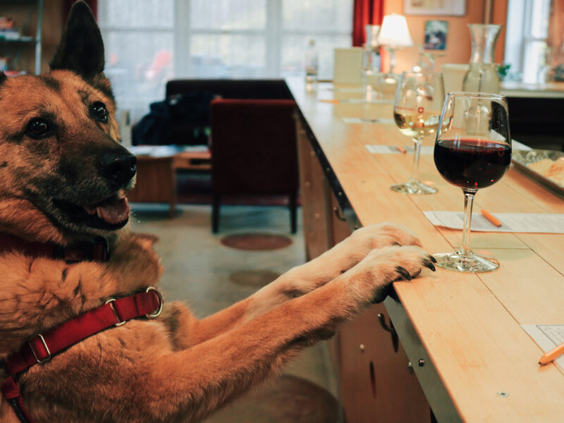 A German Shepherd places its paws on a winery counter.